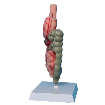 Патологическая модель толстой кишки желудочно-кишечного тракта Corpo GIT-1