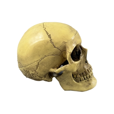 Разборная анатомическая модель черепа человека Corpo de Cranium-3