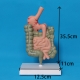 Патологическая модель толстой кишки желудочно-кишечного тракта Corpo GIT