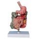 Патологическая модель толстой кишки желудочно-кишечного тракта Corpo GIT